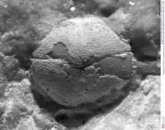 Historisches Foto von Cyclothyreus sp. (NHMW-AFW-GEO-BACHMAYER-FOTO-1990-0041-0140)